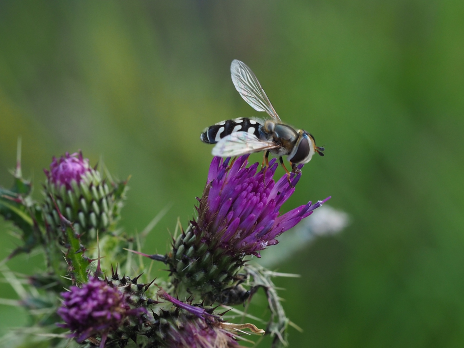 Halve maan - Geleedpotigen - Witte halvemaanszweefvlieg