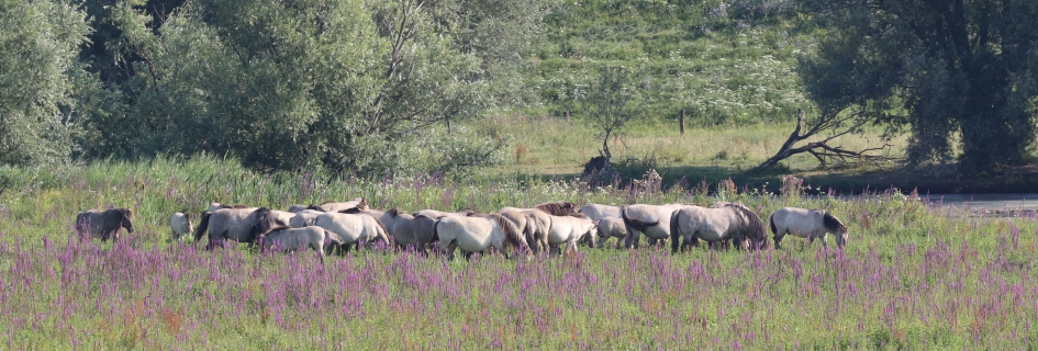 Konikpaarden - Zoogdieren - 