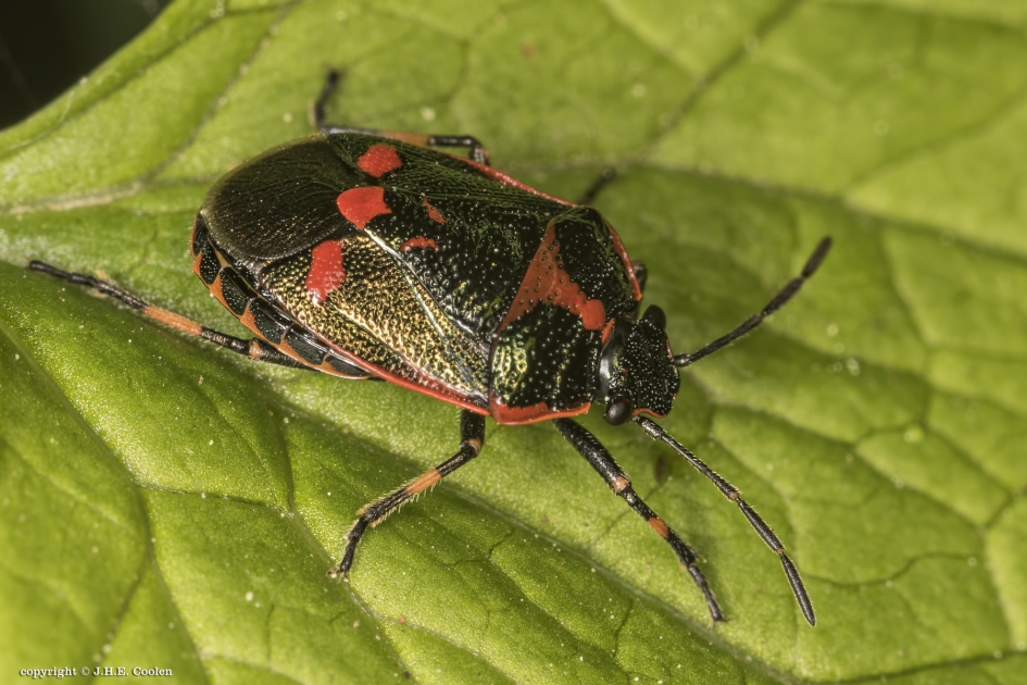 Koolwants 1 - Geleedpotigen - Koolwants