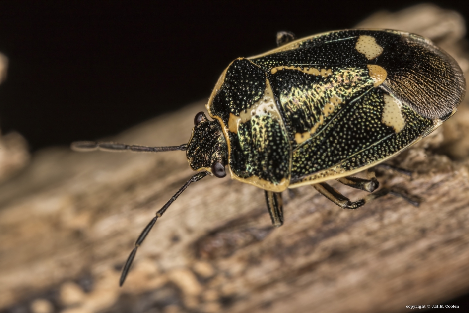 Koolwants 2 - Geleedpotigen - Koolwants