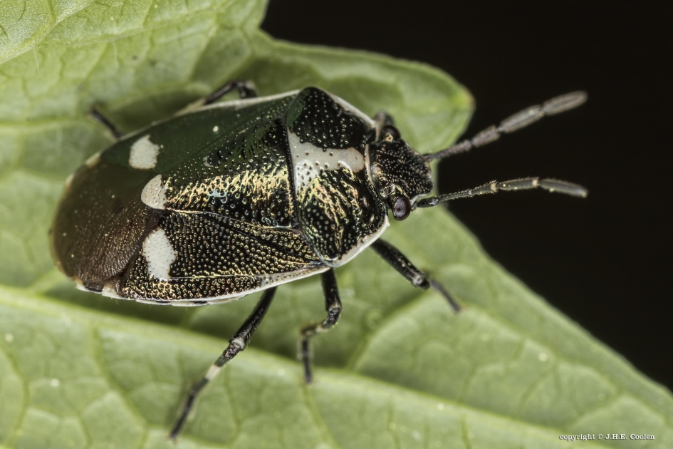 Koolwants 3 - Geleedpotigen - Koolwants