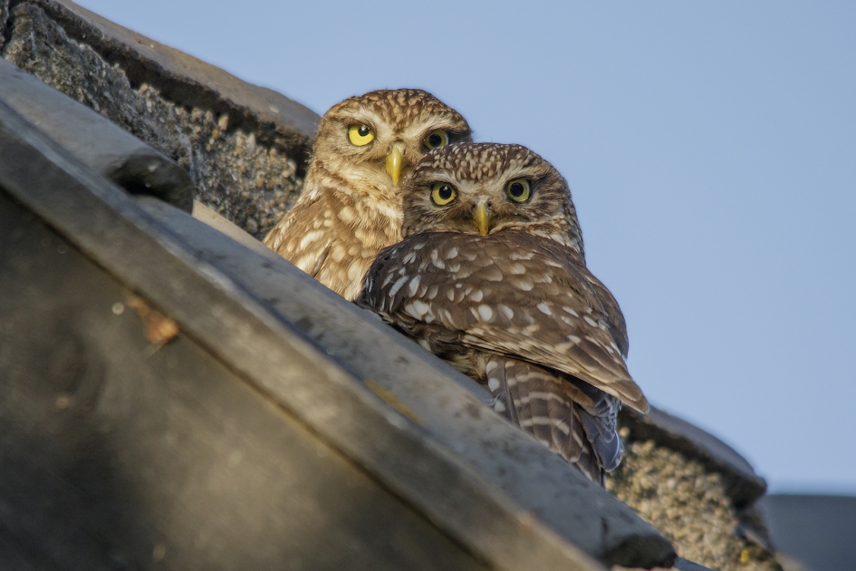 koppel steenuilen - Vogels - steenuil