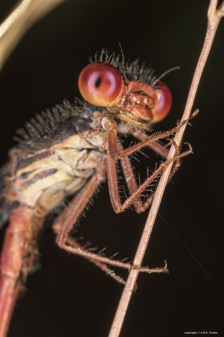 Koraaljuffer - Geleedpotigen - Koraaljuffer