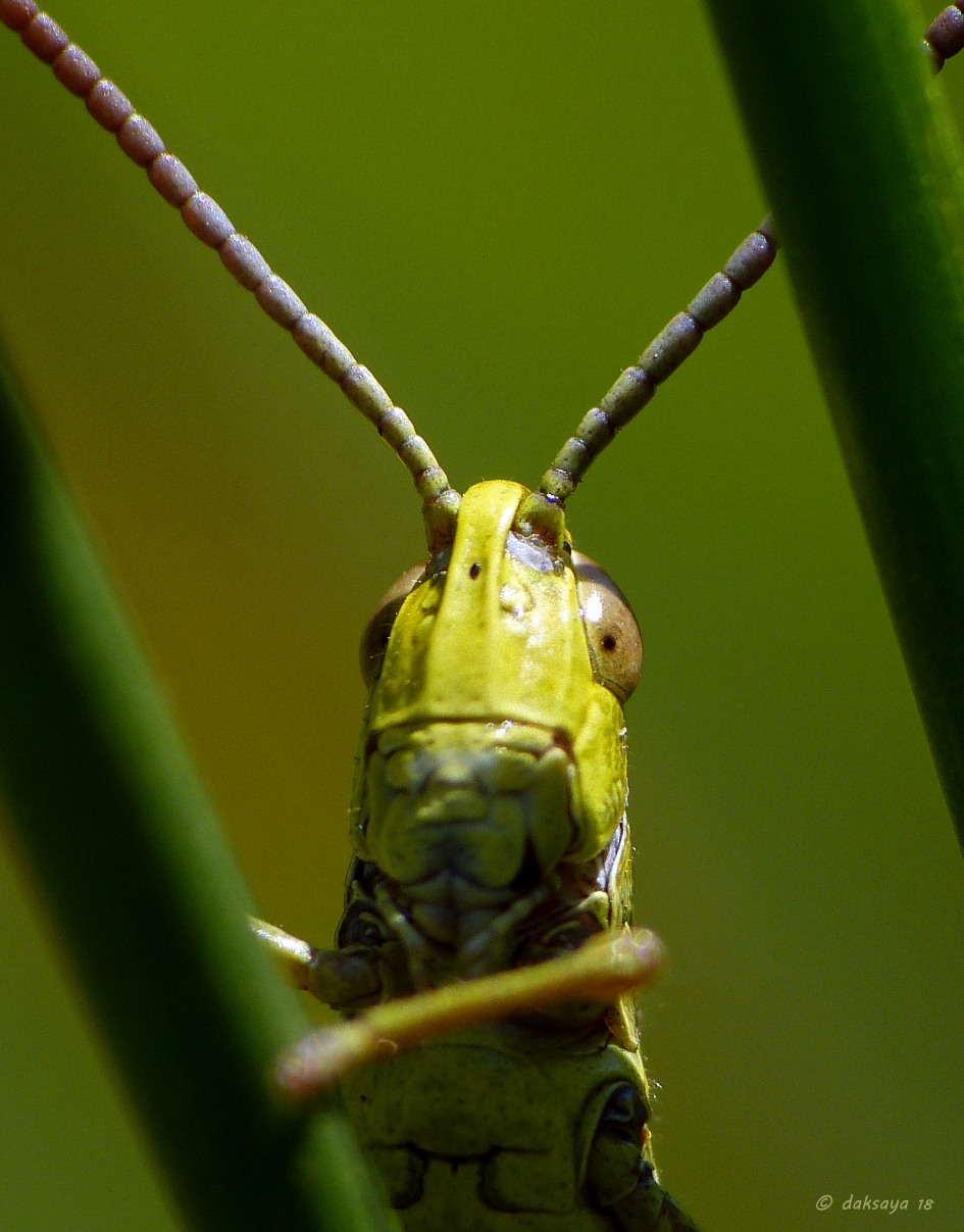 Krasser - Geleedpotigen - 