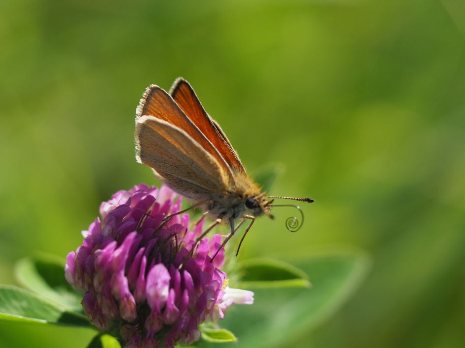 Krulletje - Geleedpotigen - Groot dikkopje
