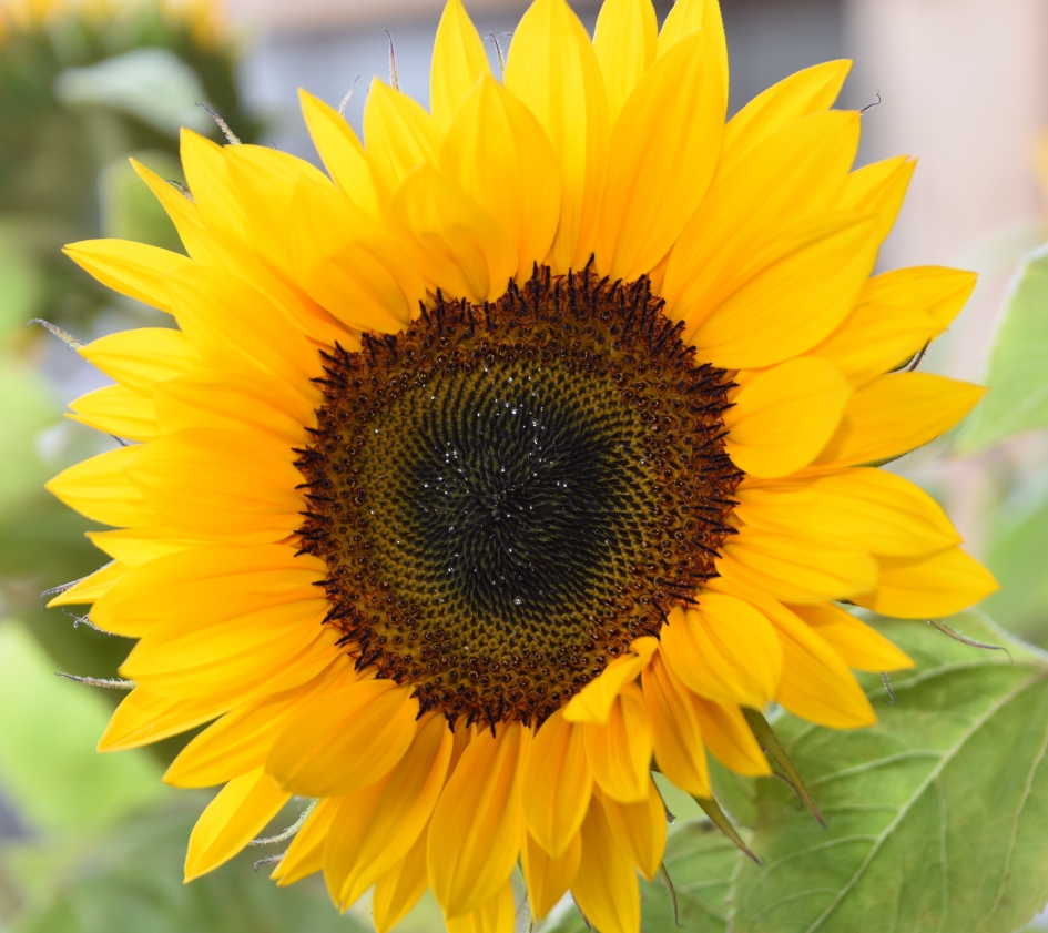 La France - Planten - 