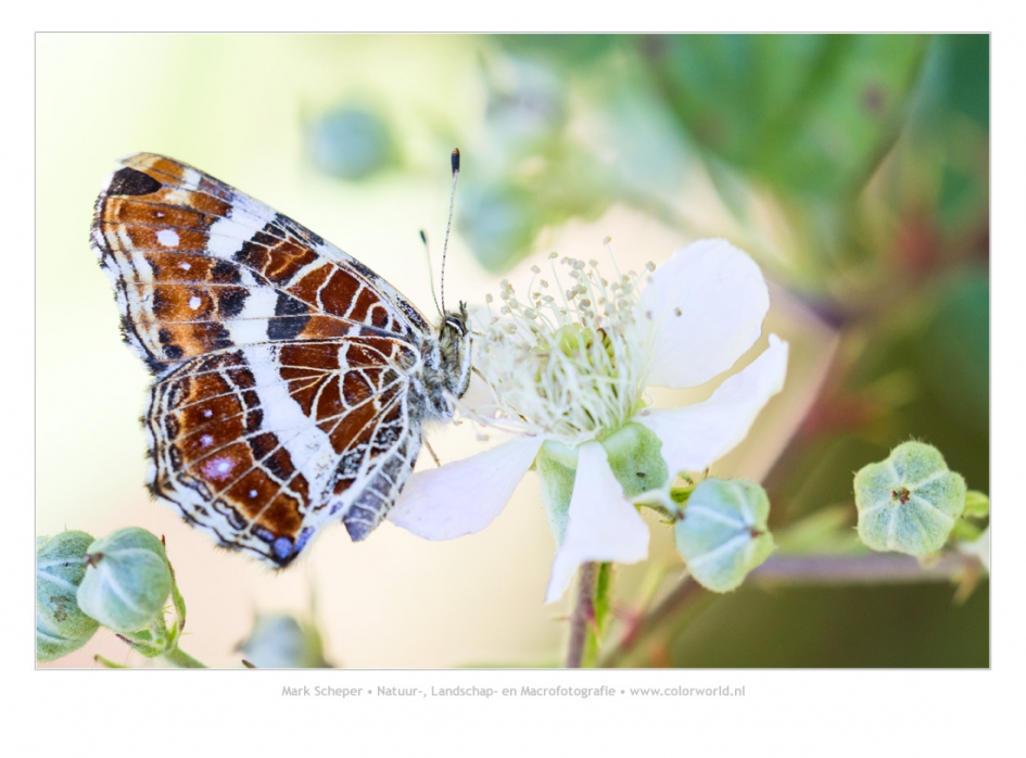 Landkaartje - Geleedpotigen - Landkaartje