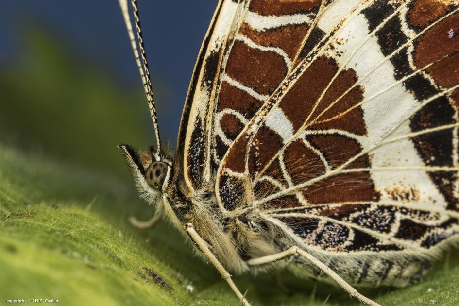 Landkaartje - Geleedpotigen - Landkaartje