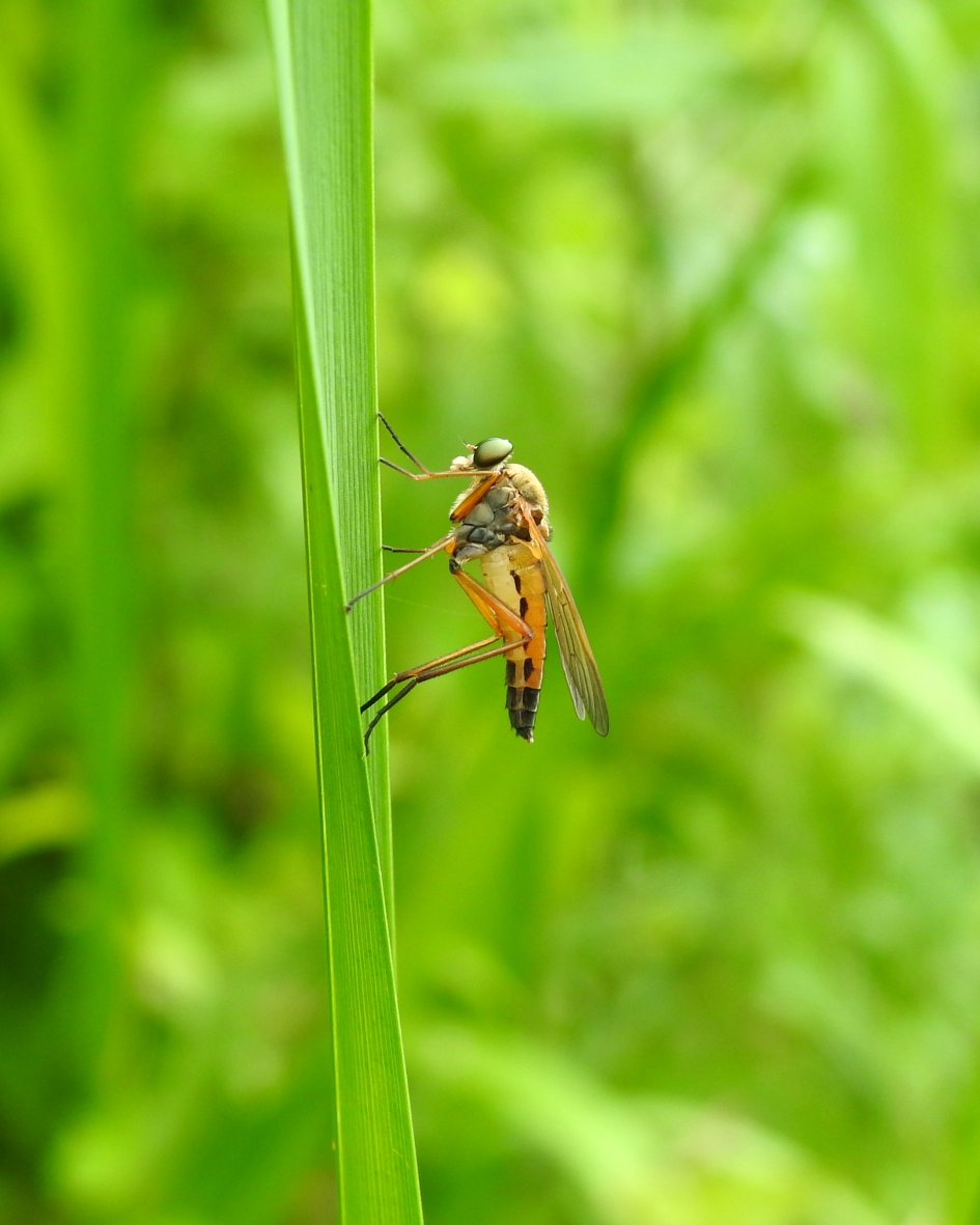 Op hoge poten - Geleedpotigen - Gele snipvlieg