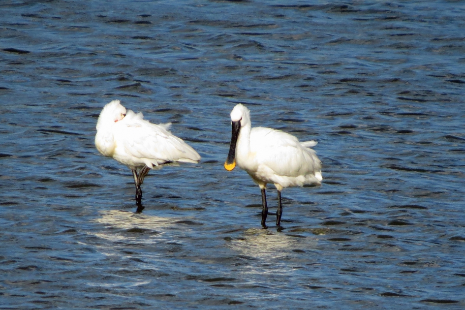 Langs de LInge.. - Vogels - Lepelaars
