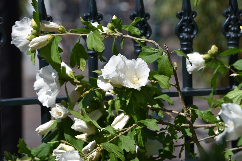 Hebiscus langs het hek - Planten - 