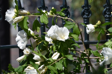 Hebiscus langs het hek