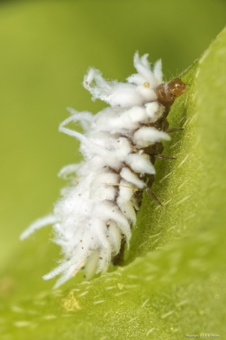 Larve van een dwergkapoentje