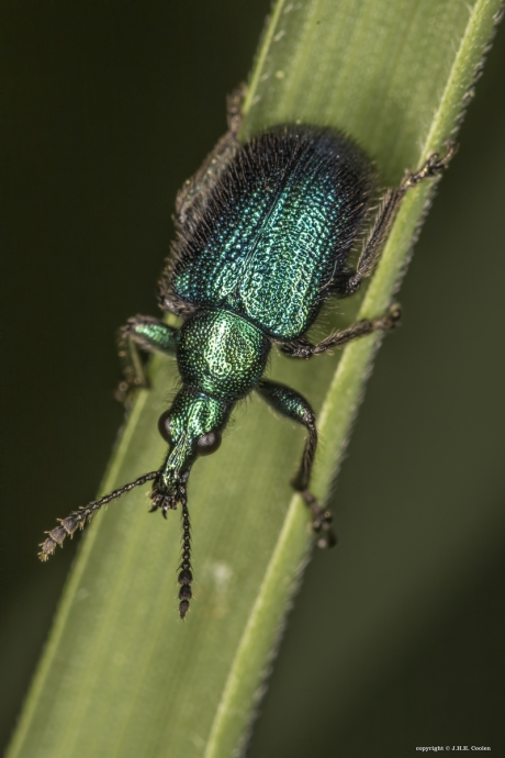 Lasiorhynchites sericeus