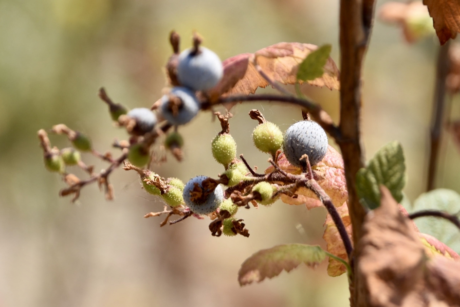 Last van de droogte - Planten - 