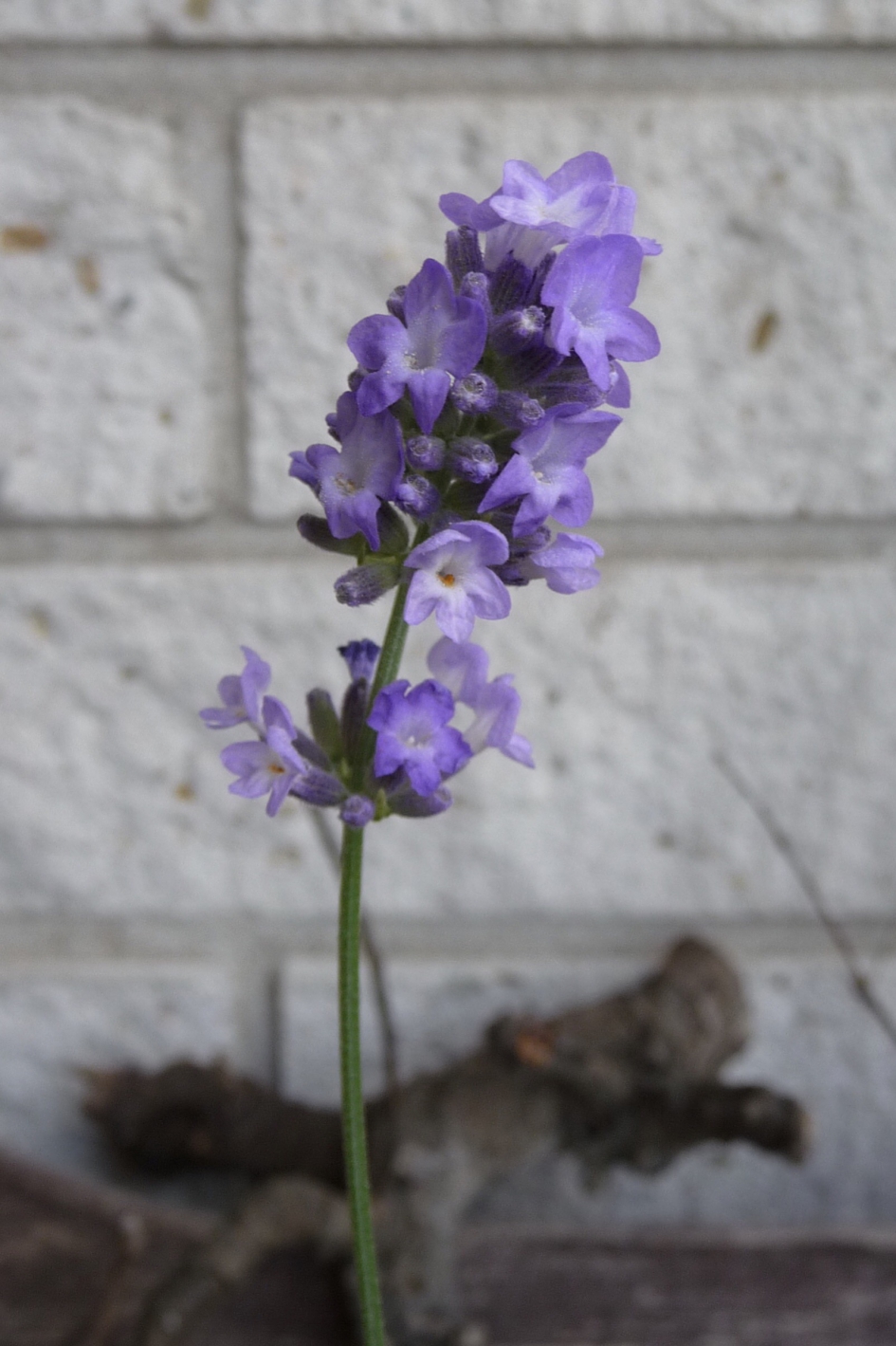Lavendel - Planten - 