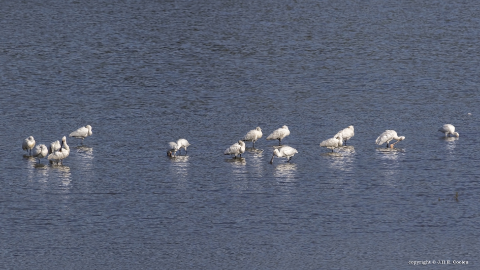 lepelaar(s) - Vogels - lepelaar