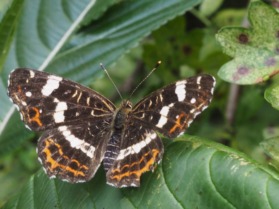 Lichtelijk gehavend - Geleedpotigen - Landkaartje