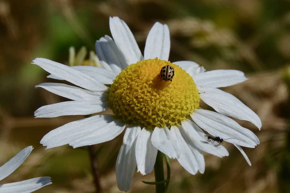 Lieveheerbeestje - Geleedpotigen - Lieveheerbeestje