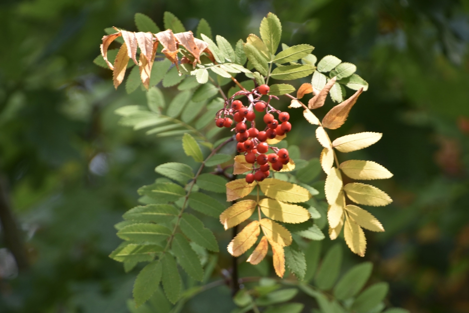 Lijsterbes - Planten - 