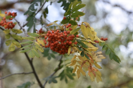 Lijsterbes in herfstkleur