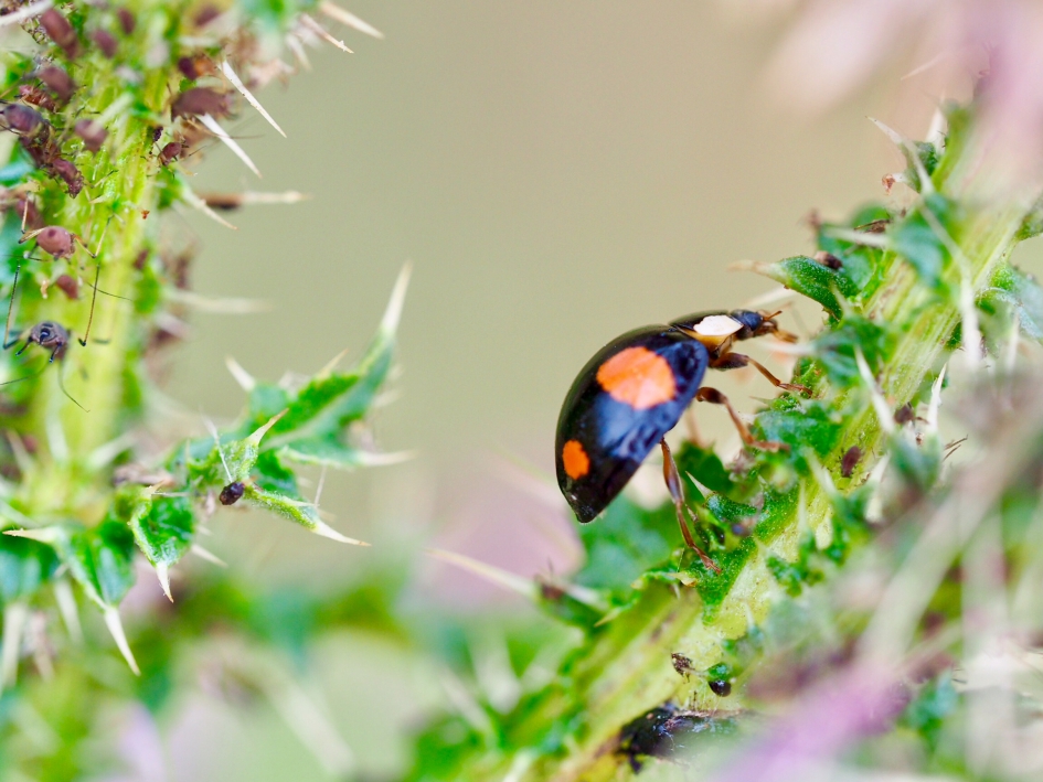 Luizenparadijs - Geleedpotigen - Veelkleurig Aziatisch lieveheersbeestje