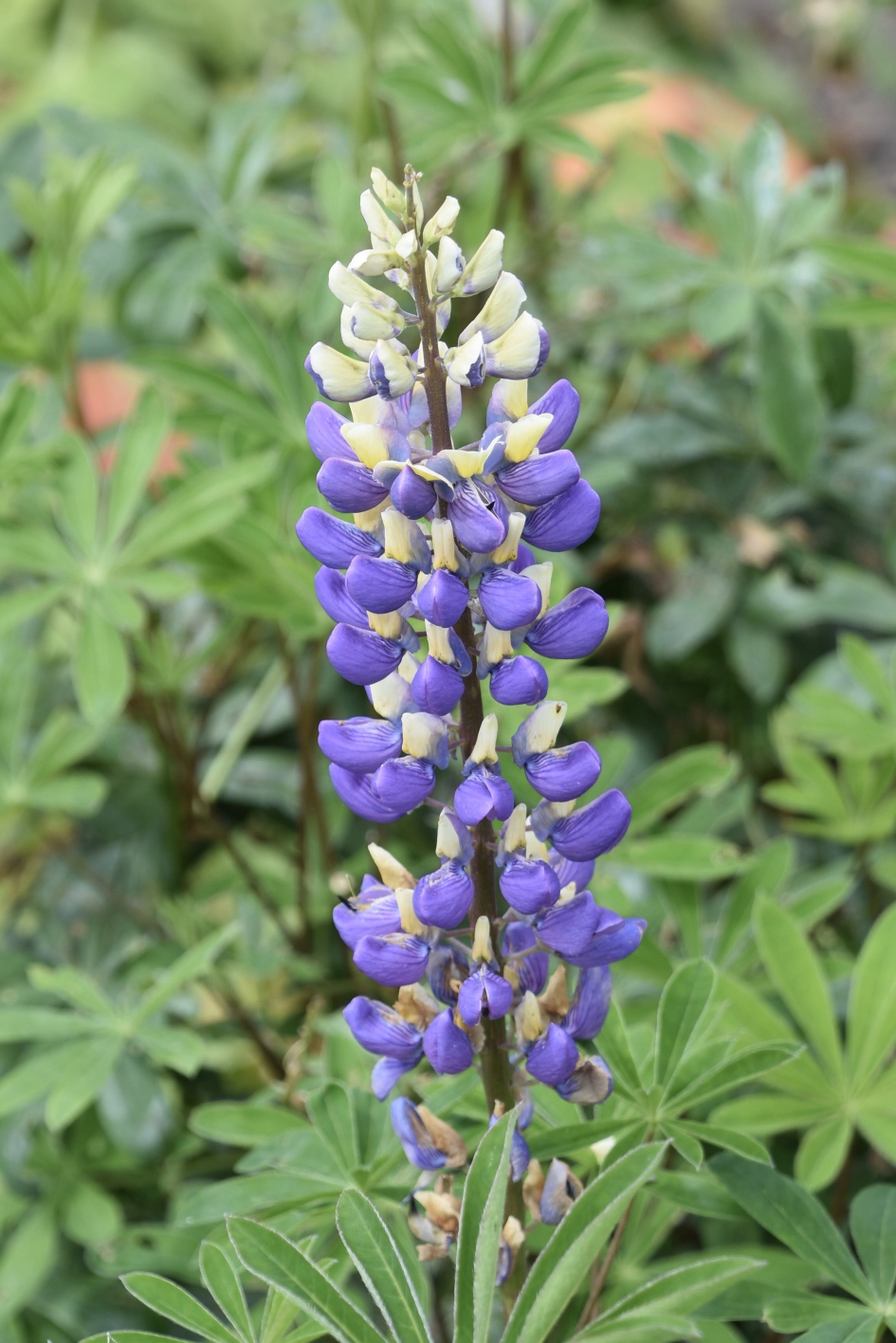 Lupine - Planten - 