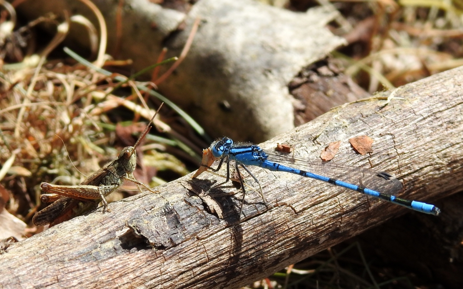 Mag ik mee-eten ?! - Geleedpotigen - 