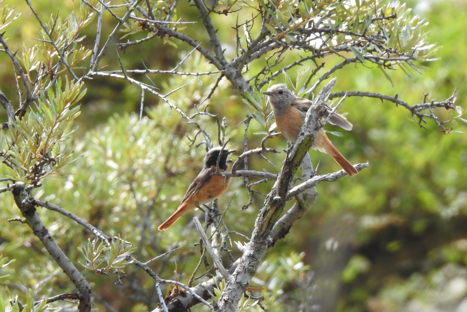 Mama en papa - Vogels - Gekraagde roodstaart