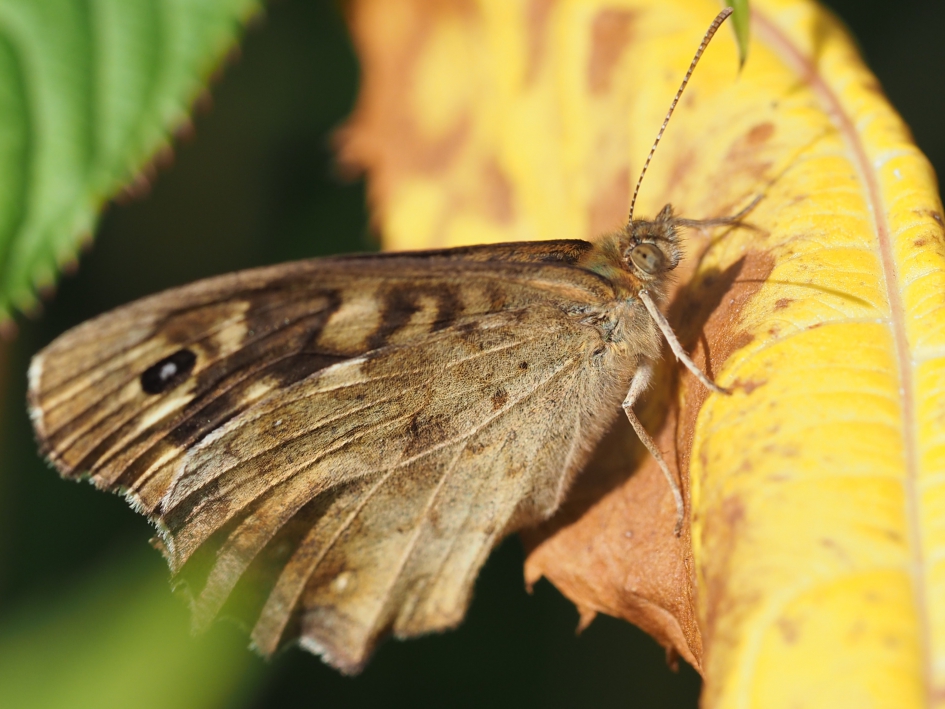 Meer bolletjes - Geleedpotigen - Bont zandoogje