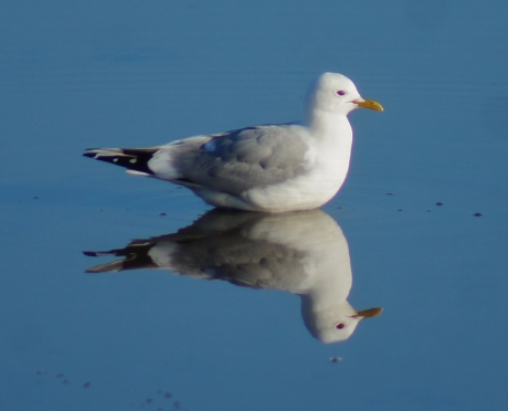 meeuw op t wad van Vlieland