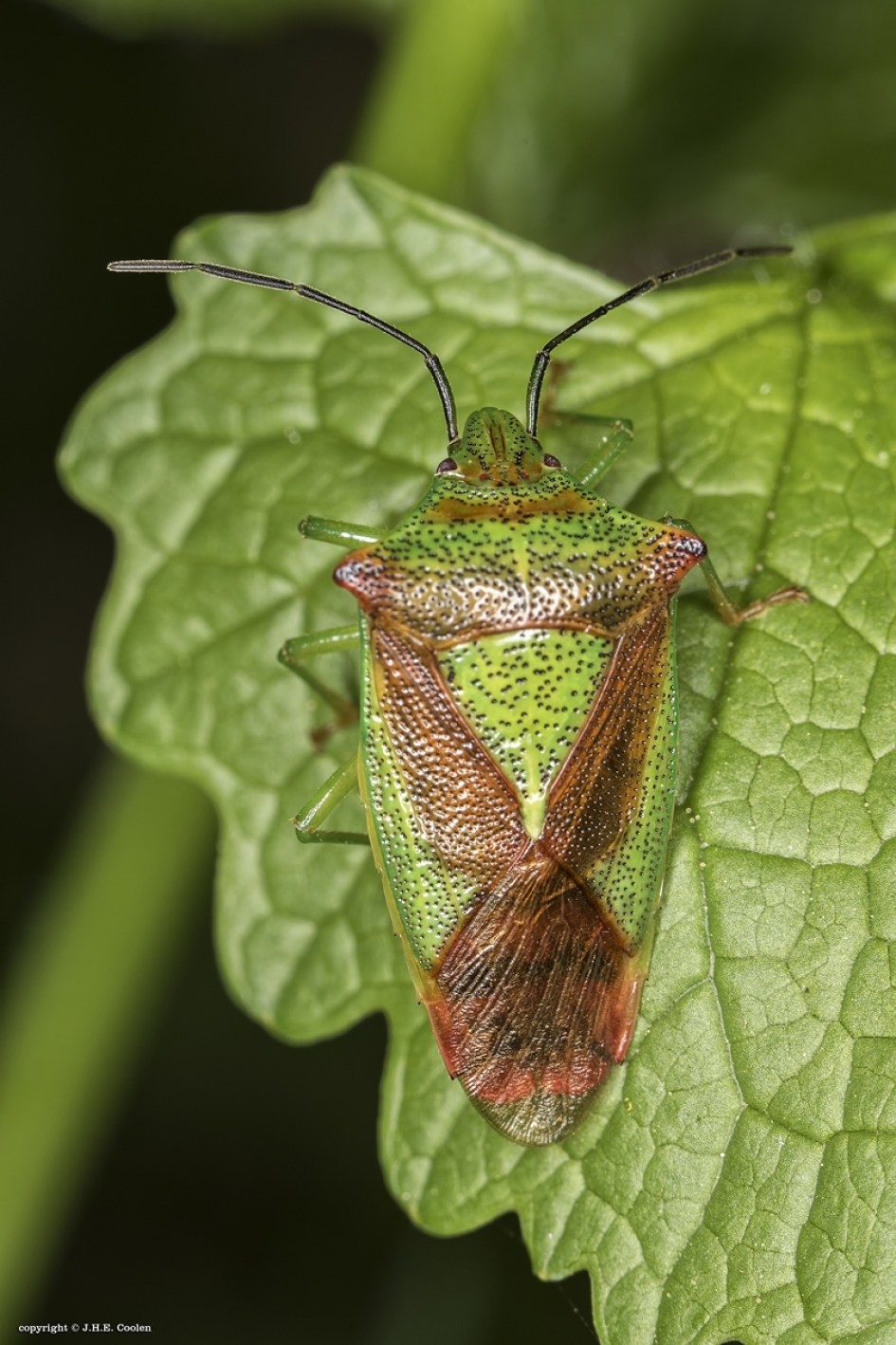 Meidoornkielwants - Geleedpotigen - Meidoornkielwants