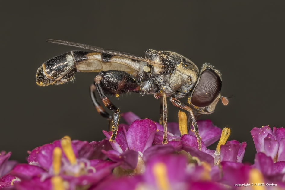 Menuetzweefvlieg (Syritta pipiens) - Geleedpotigen - Menuetzweefvlieg
