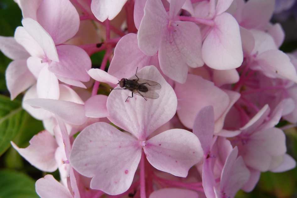 Met bezoek - Planten - 