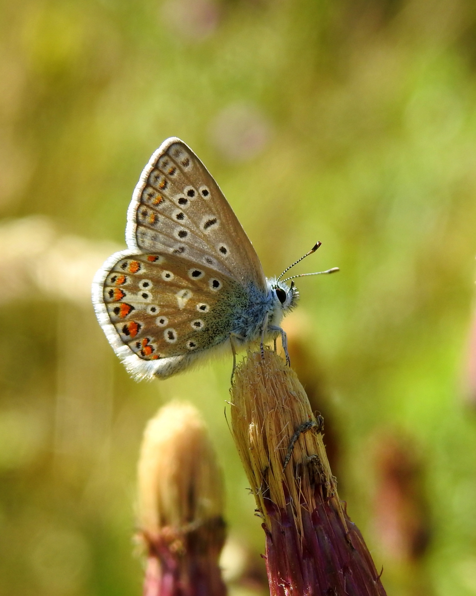 Met een kanten randje - Geleedpotigen - Icarusblauwtje