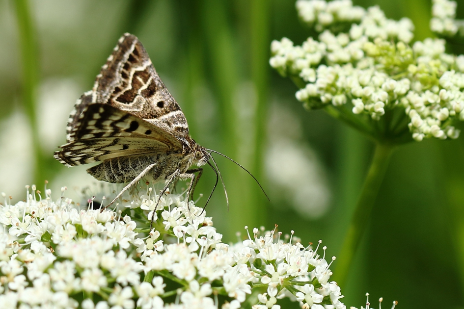 mi-vlinder - Geleedpotigen - 