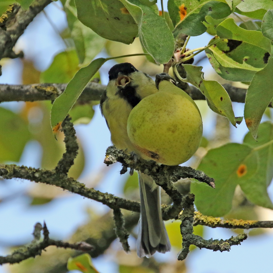 mmm... lekker peertje - Vogels - koolmees