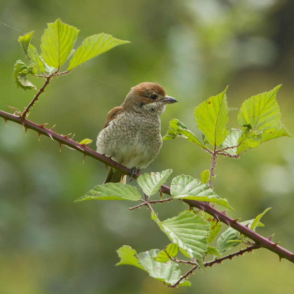 Moeder Grauwe Klauwier - Vogels - Grauwe Klauwier