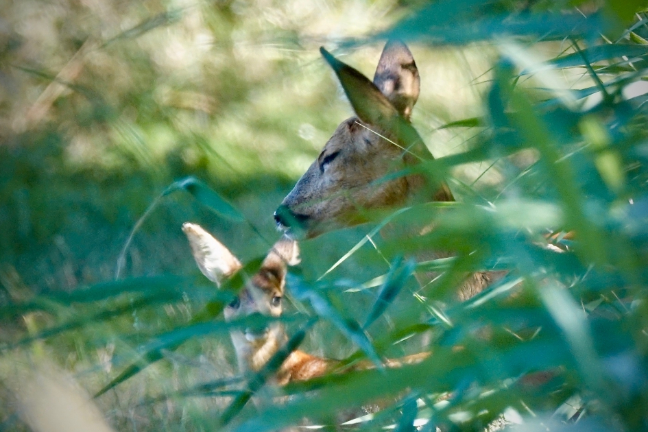 Moeder met haar jong - Zoogdieren - Ree
