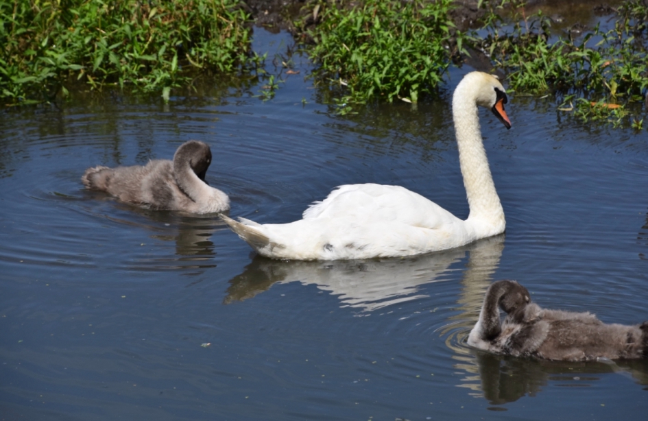 Moeder zwaan met haar pubers - Vogels - 