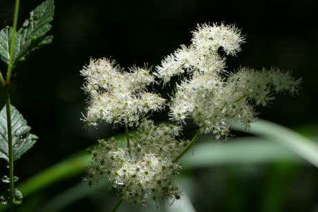 Moerasspirea