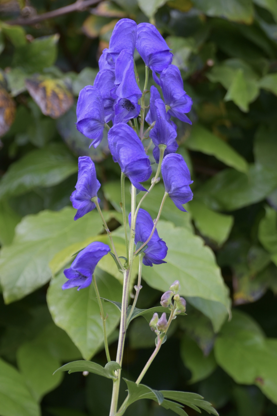 Monnikskap - Planten - 