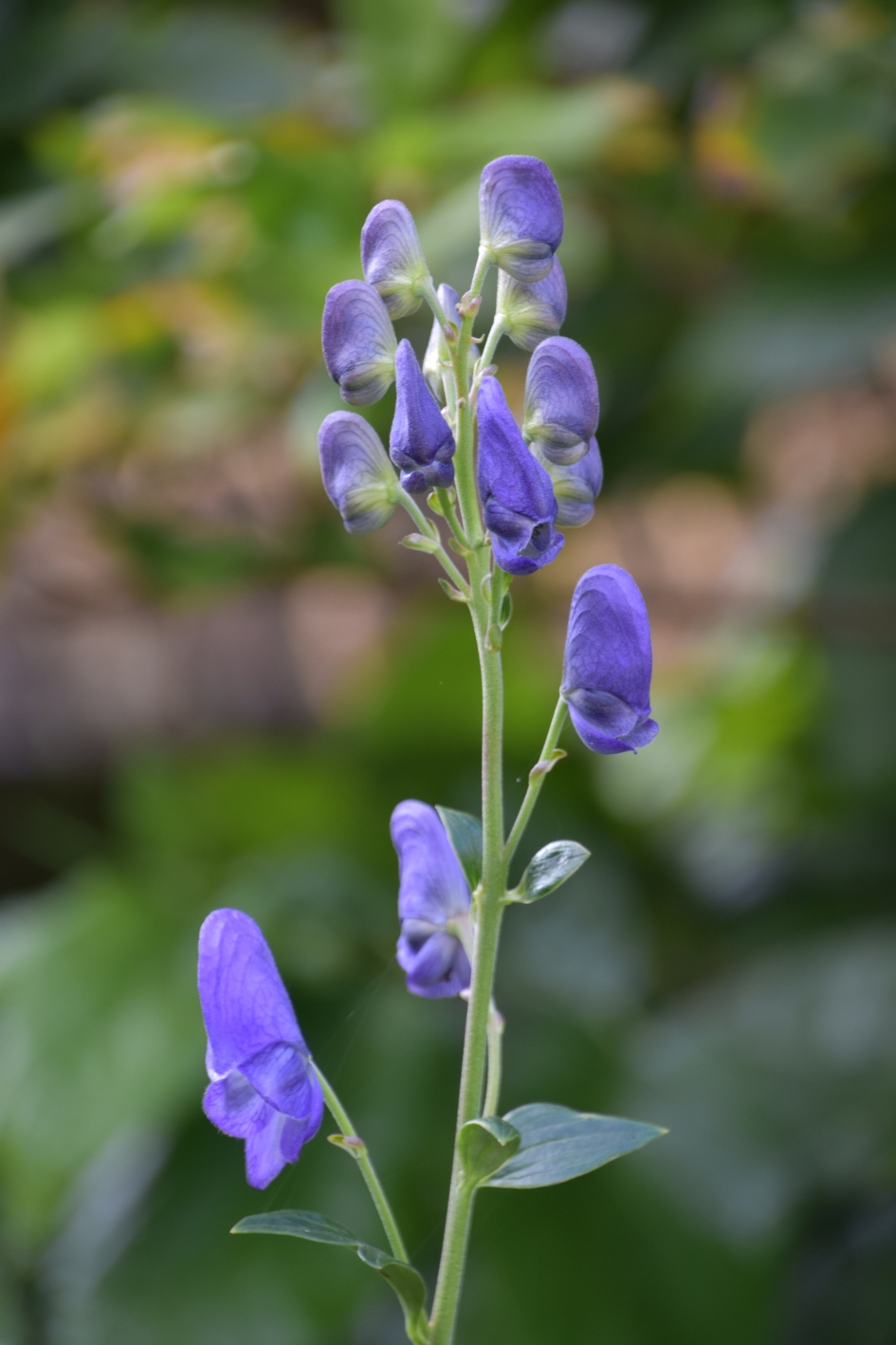 Monnikskap - Planten - 