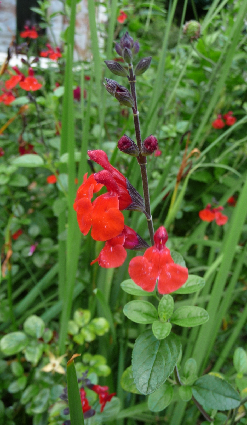 Mooi rood.... - Planten - 