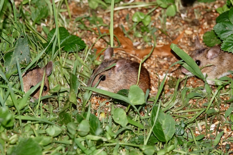 Muizenoortjes in de ochtendschemering - Zoogdieren - Bosmuis