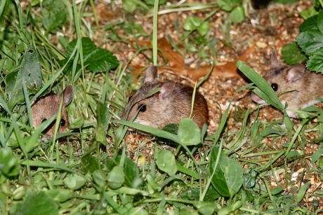 Muizenoortjes in de ochtendschemering