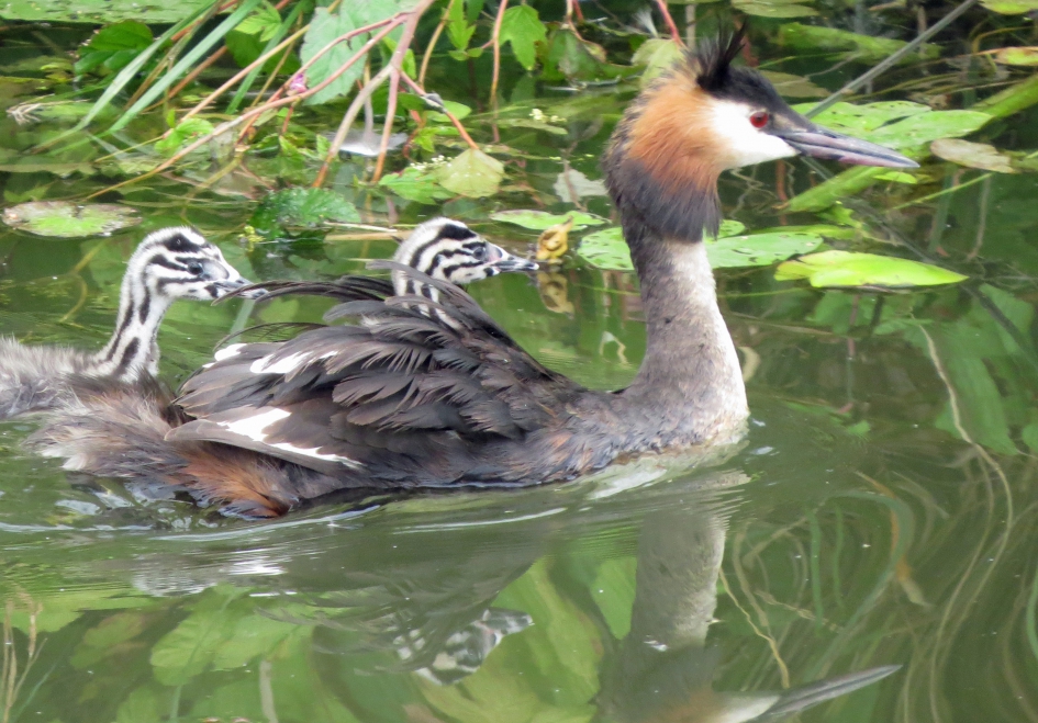 Eén erop, één in 't water - Vogels - 