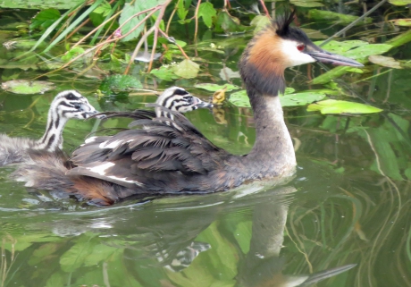 Eén erop, één in 't water