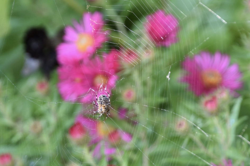 Spinnetje - Geleedpotigen - 