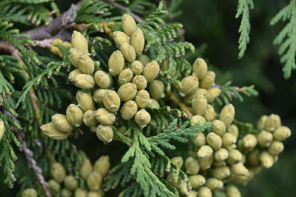 Conifeer - Planten - 